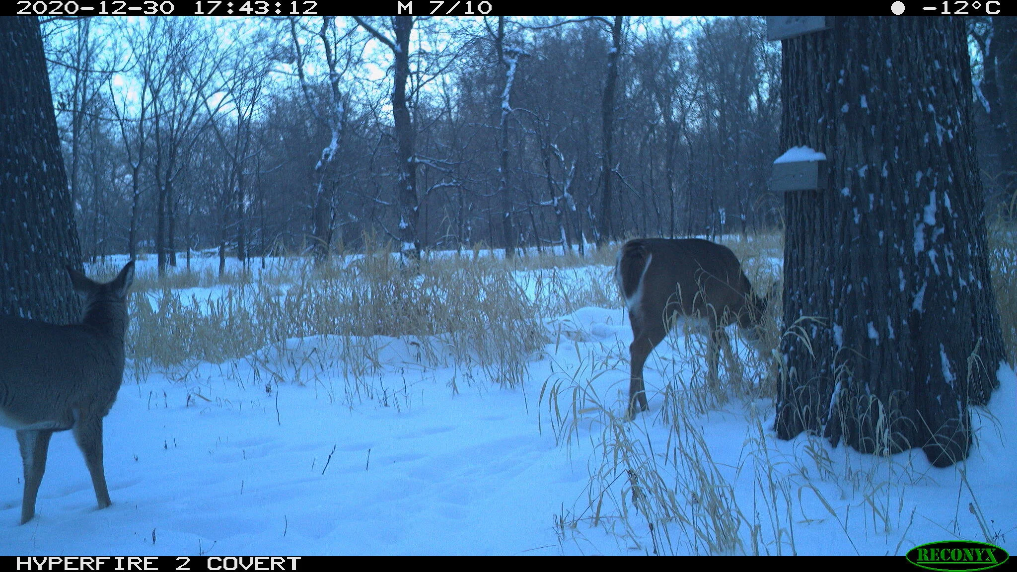 White-tailed deer, Odocoileus virginianus