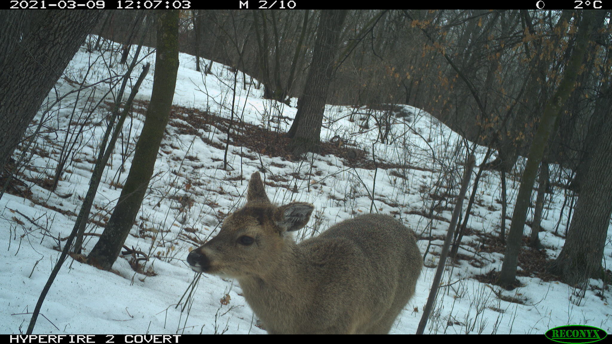 White-tailed deer, Odocoileus virginianus