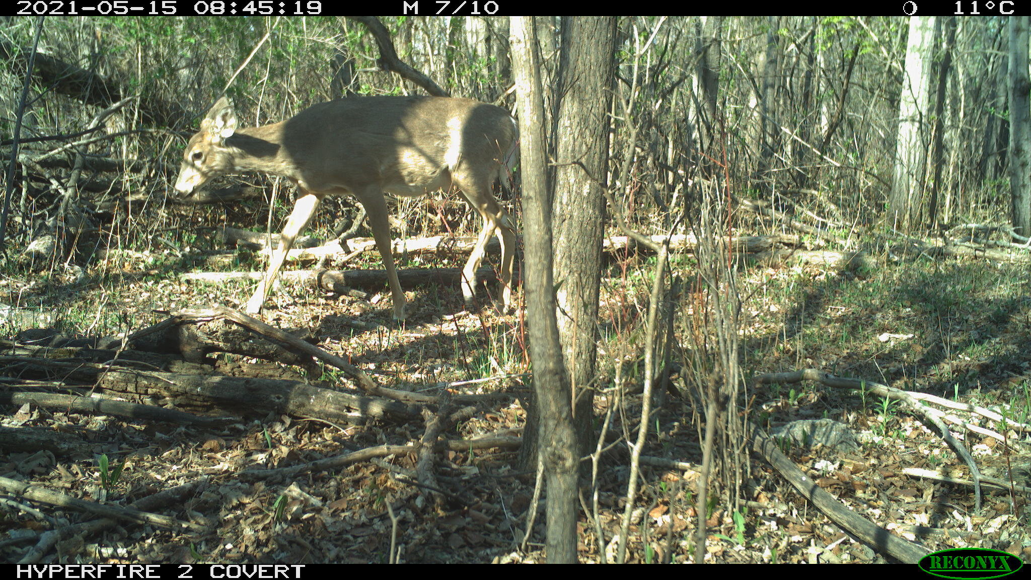 White-tailed deer, Odocoileus virginianus