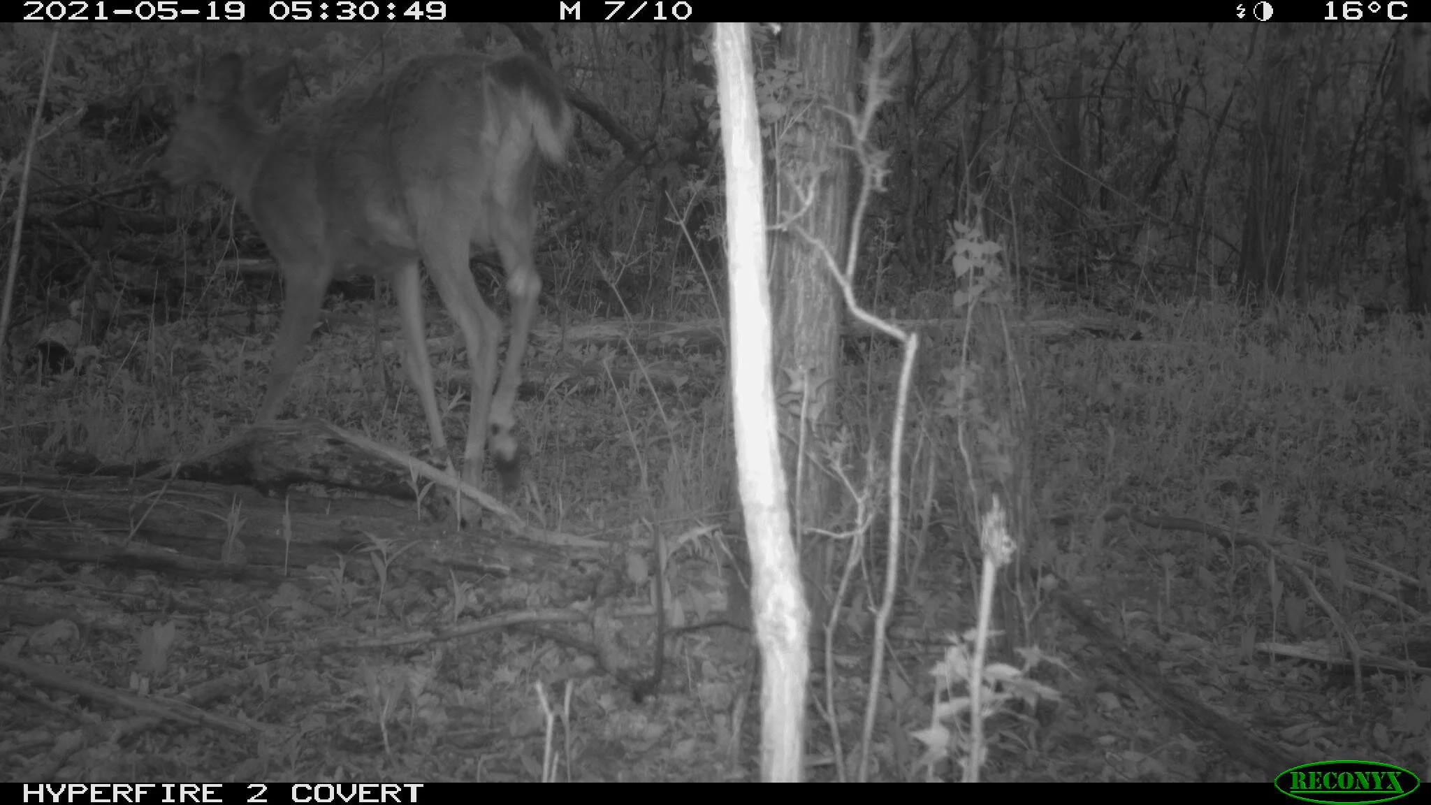 White-tailed deer, Odocoileus virginianus