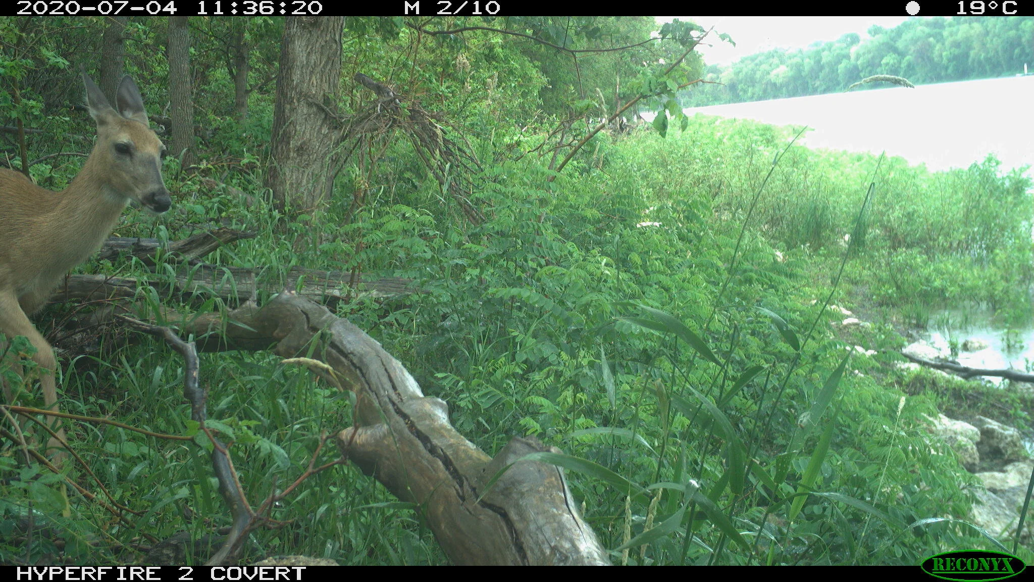 White-tailed deer, Odocoileus virginianus