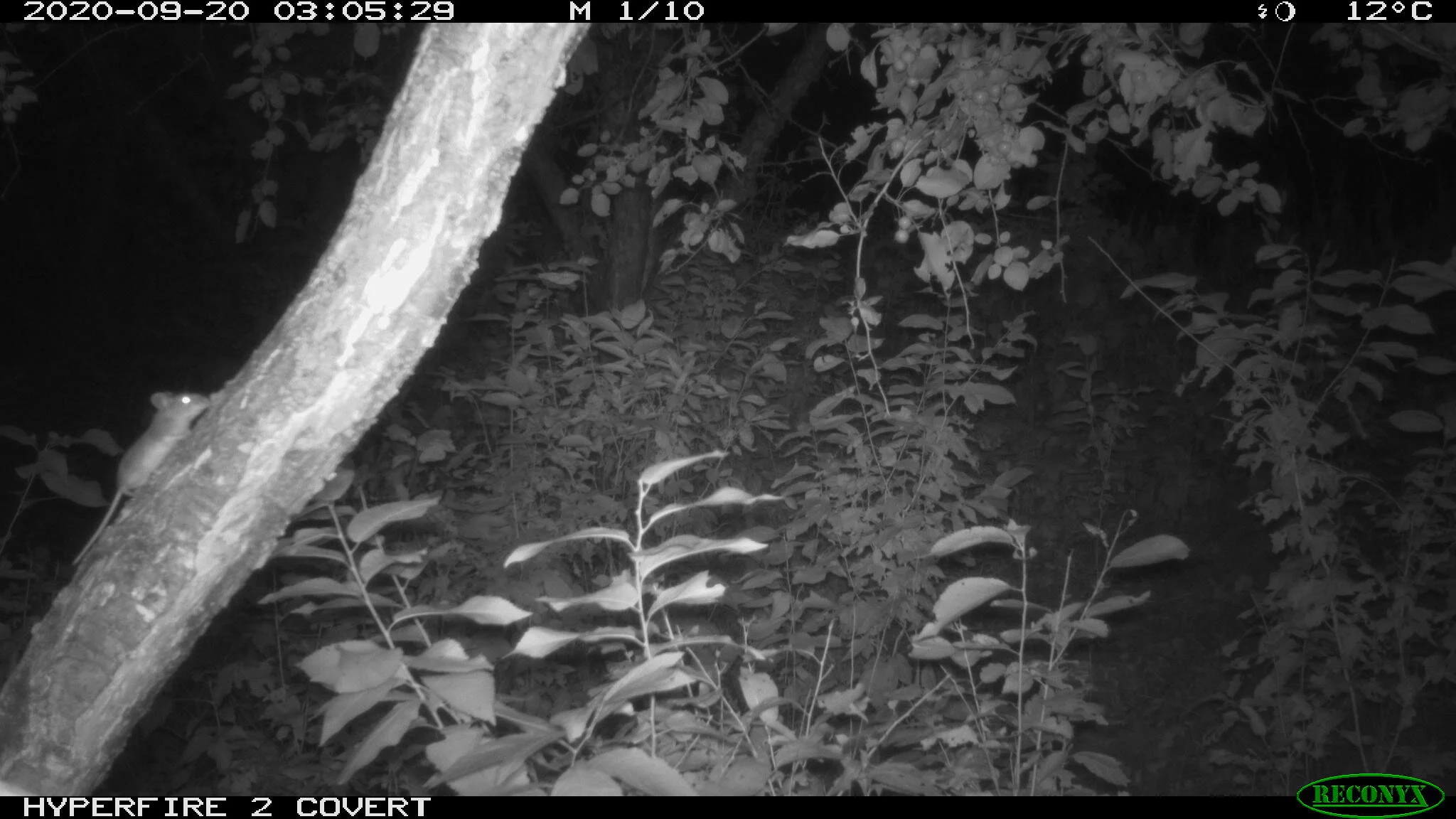 Deer mouse, Peromyscus maniculatus
