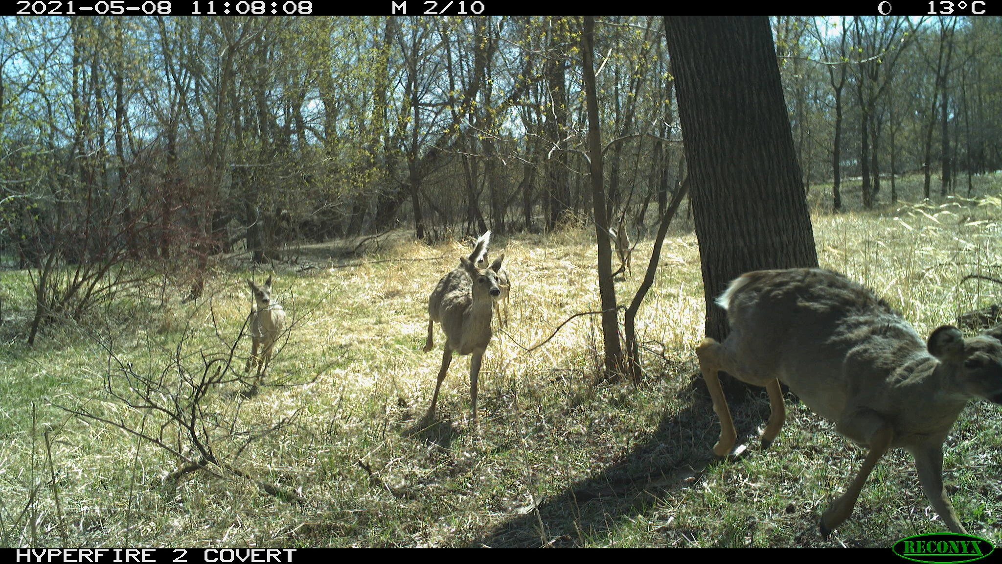 White-tailed deer, Odocoileus virginianus