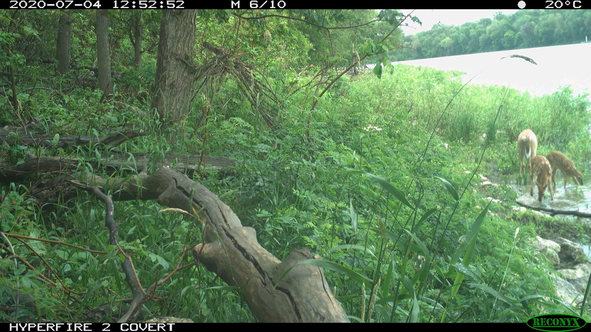 White-tailed deer, Odocoileus virginianus