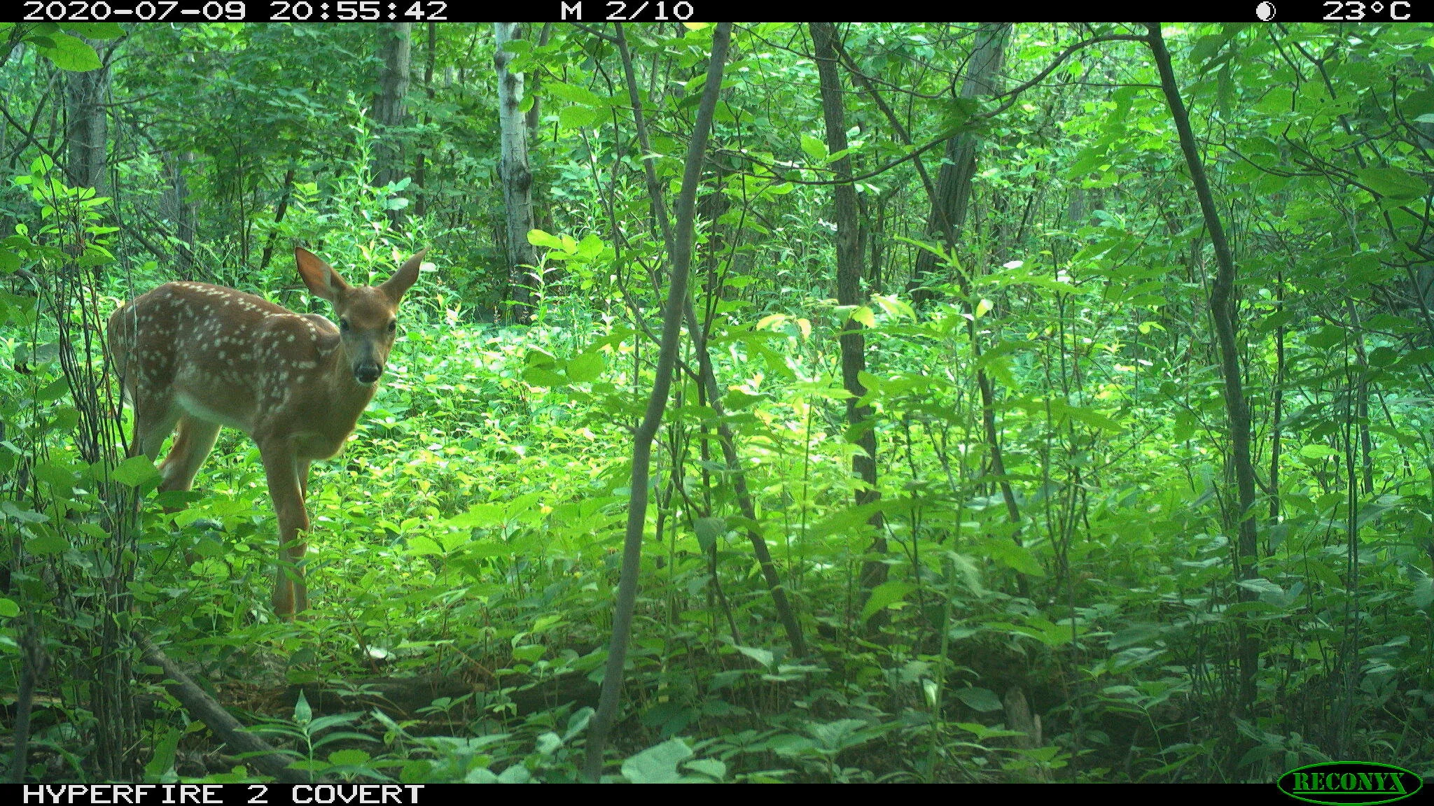 White-tailed deer, Odocoileus virginianus