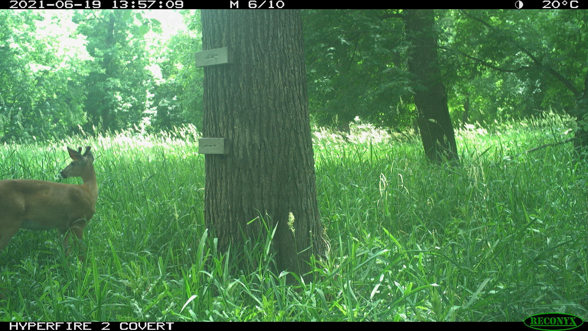 White-tailed deer, Odocoileus virginianus