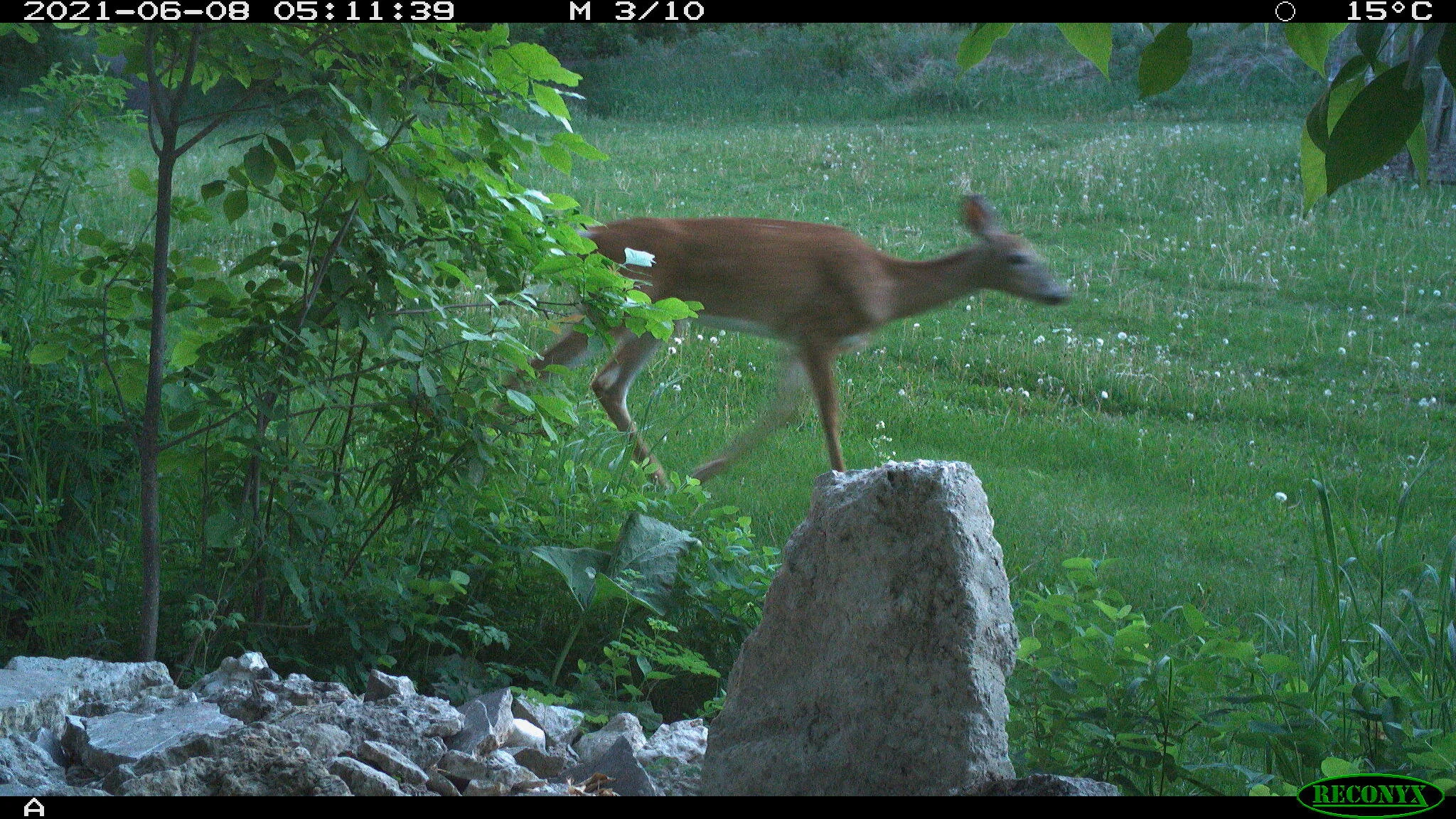 White-tailed deer, Odocoileus virginianus