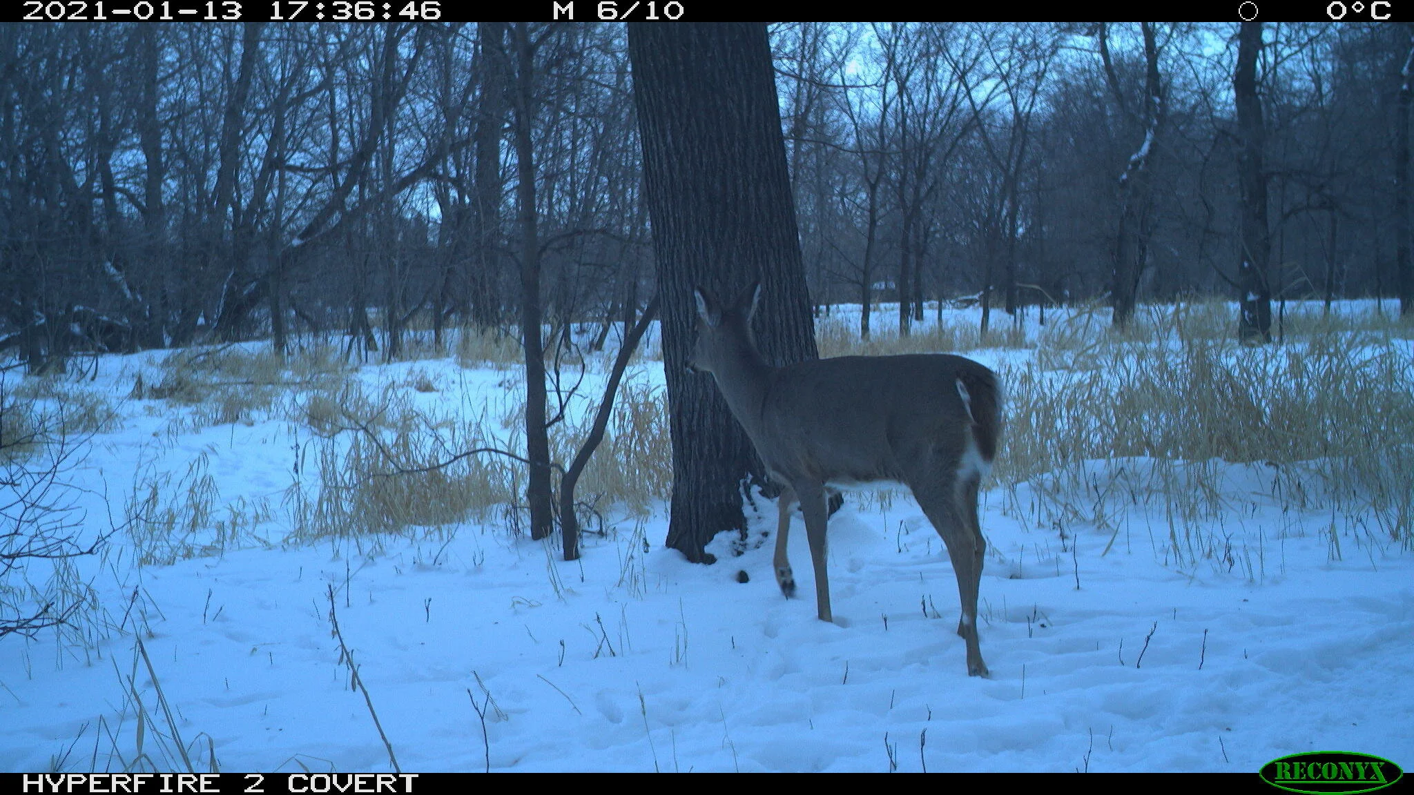 White-tailed deer, Odocoileus virginianus