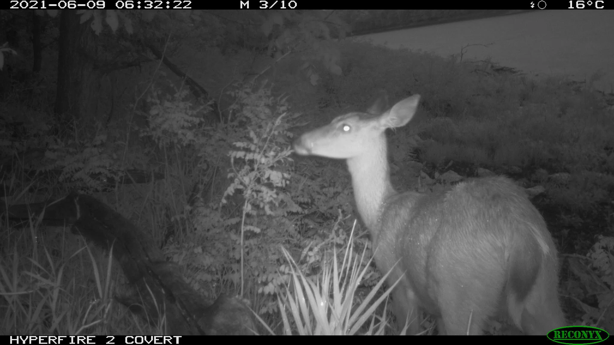White-tailed deer, Odocoileus virginianus
