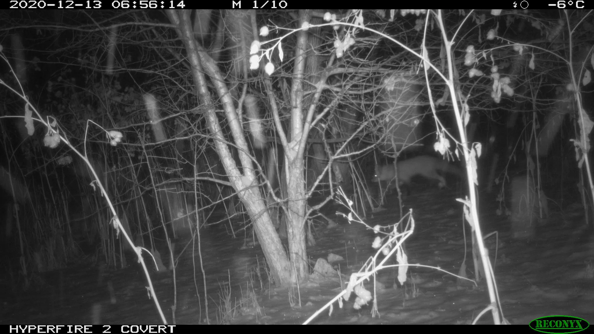 Red fox, Vulpes vulpes