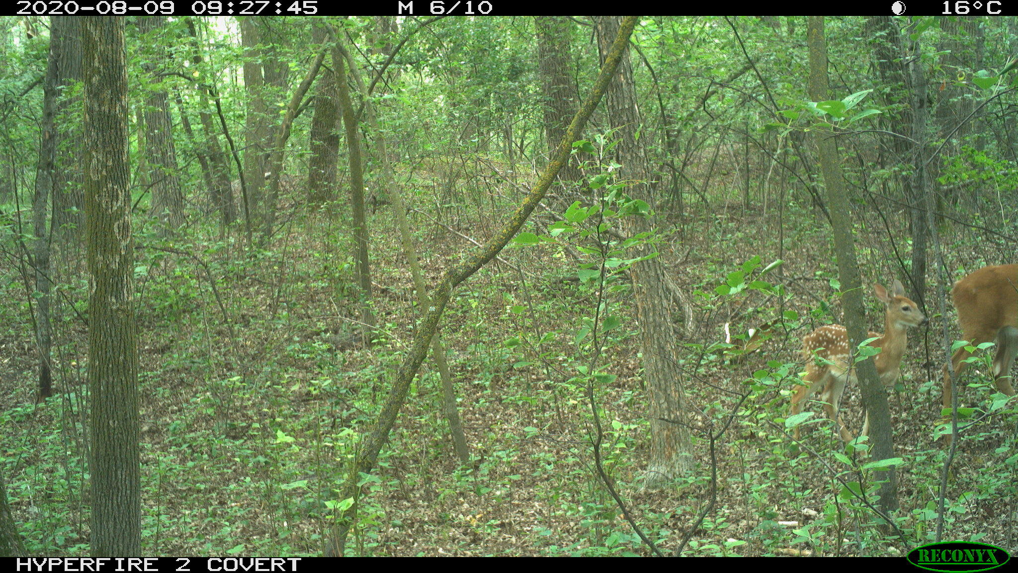 White-tailed deer, Odocoileus virginianus
