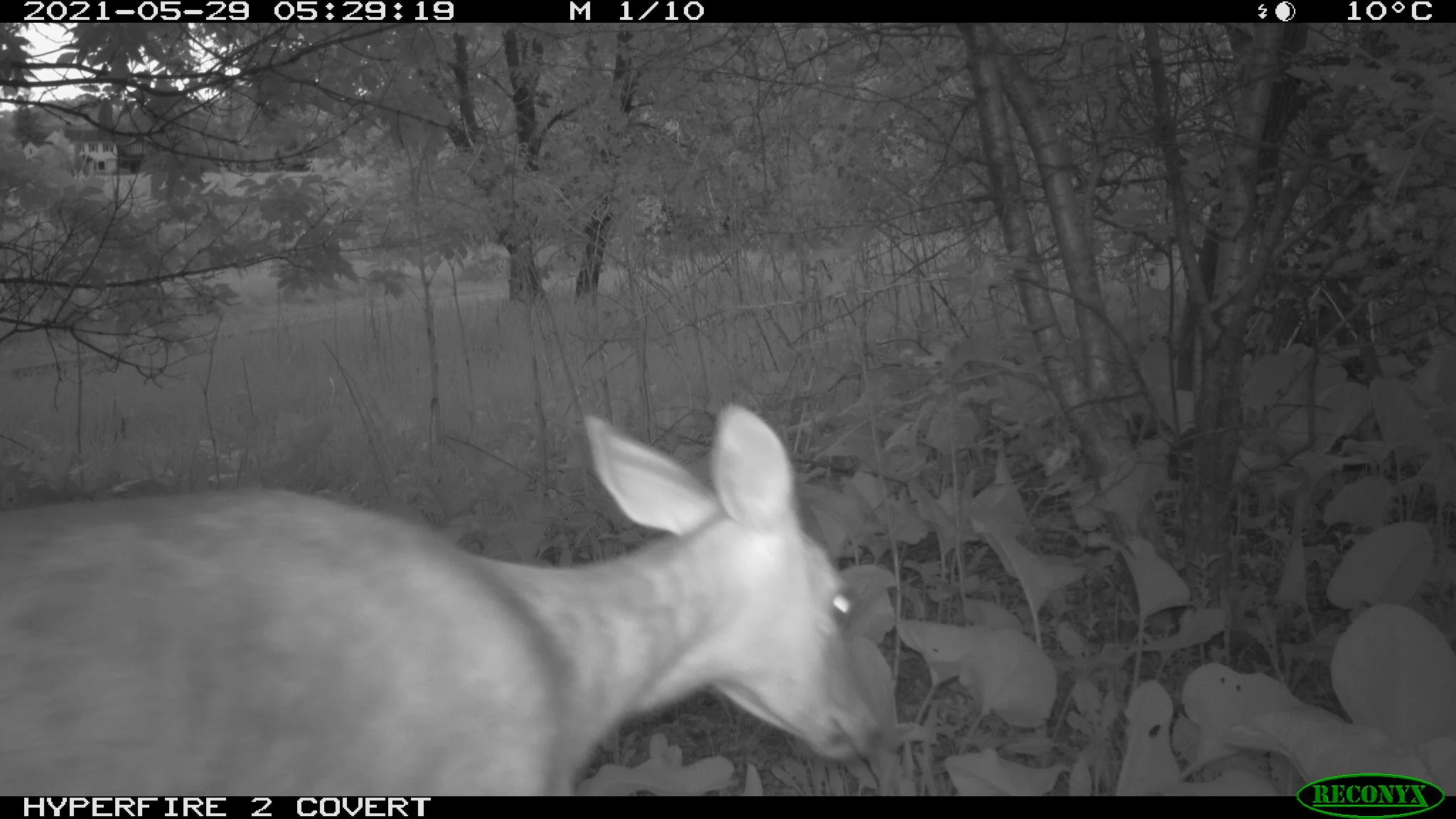 White-tailed deer, Odocoileus virginianus