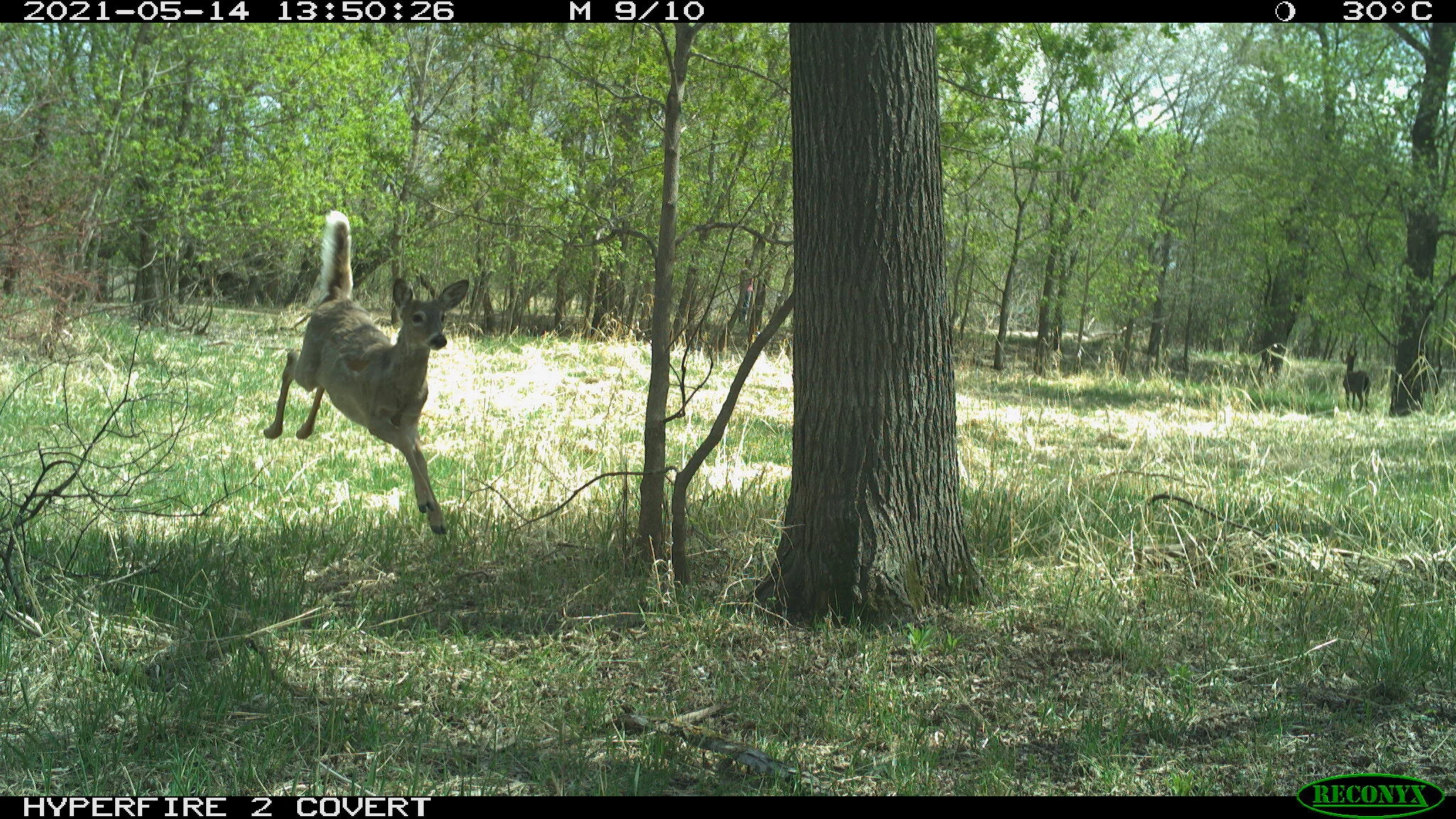 White-tailed deer, Odocoileus virginianus