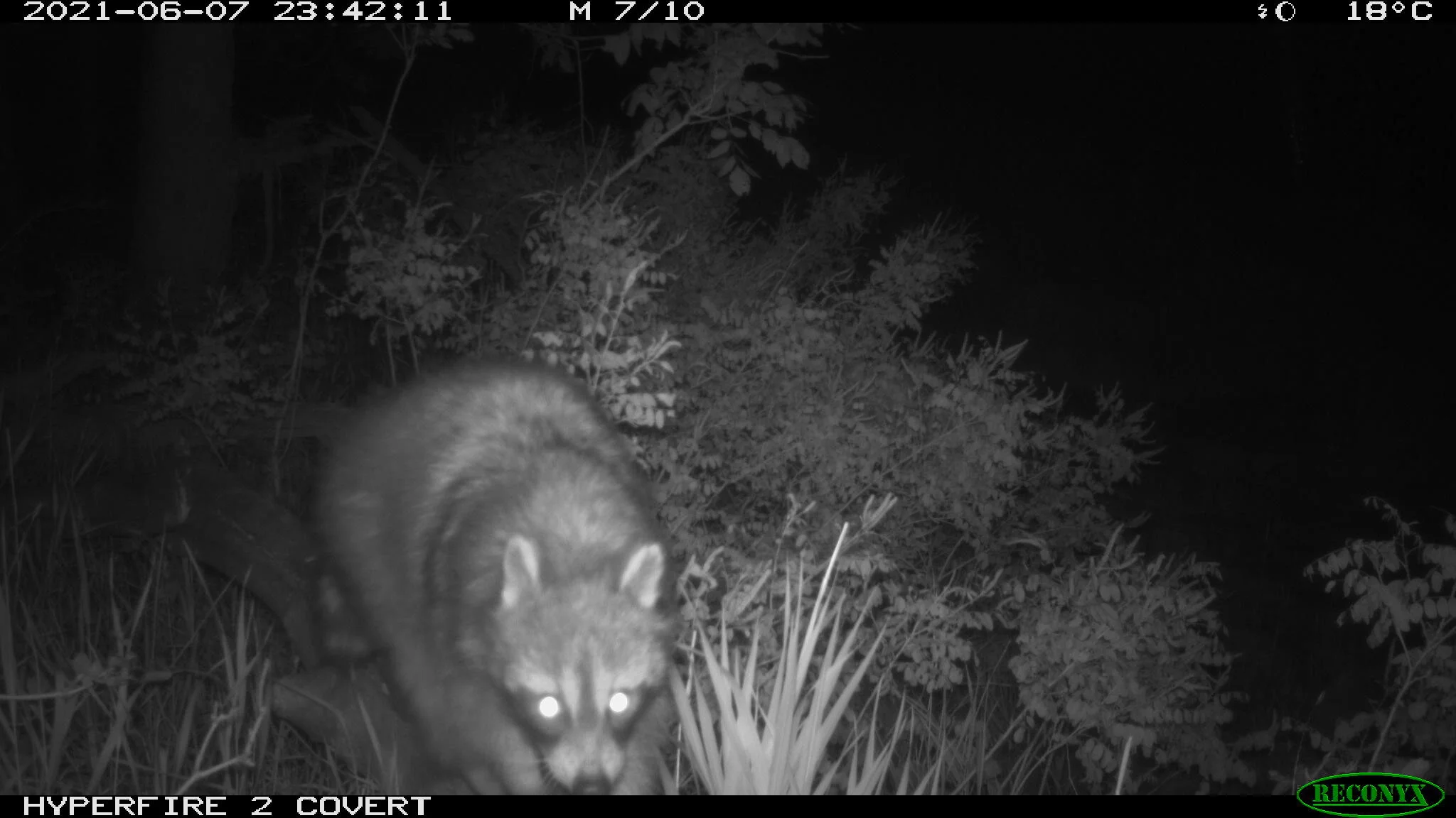 Raccoon, Procyon lotor