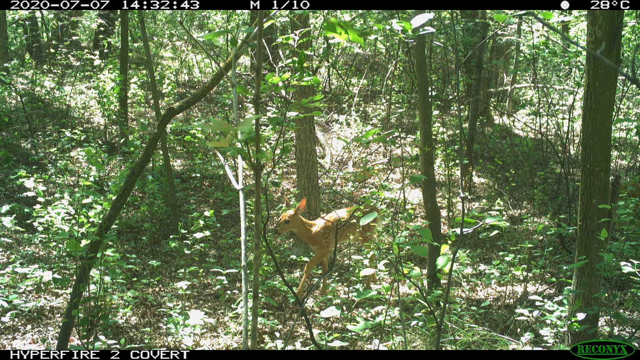 White-tailed deer, Odocoileus virginianus