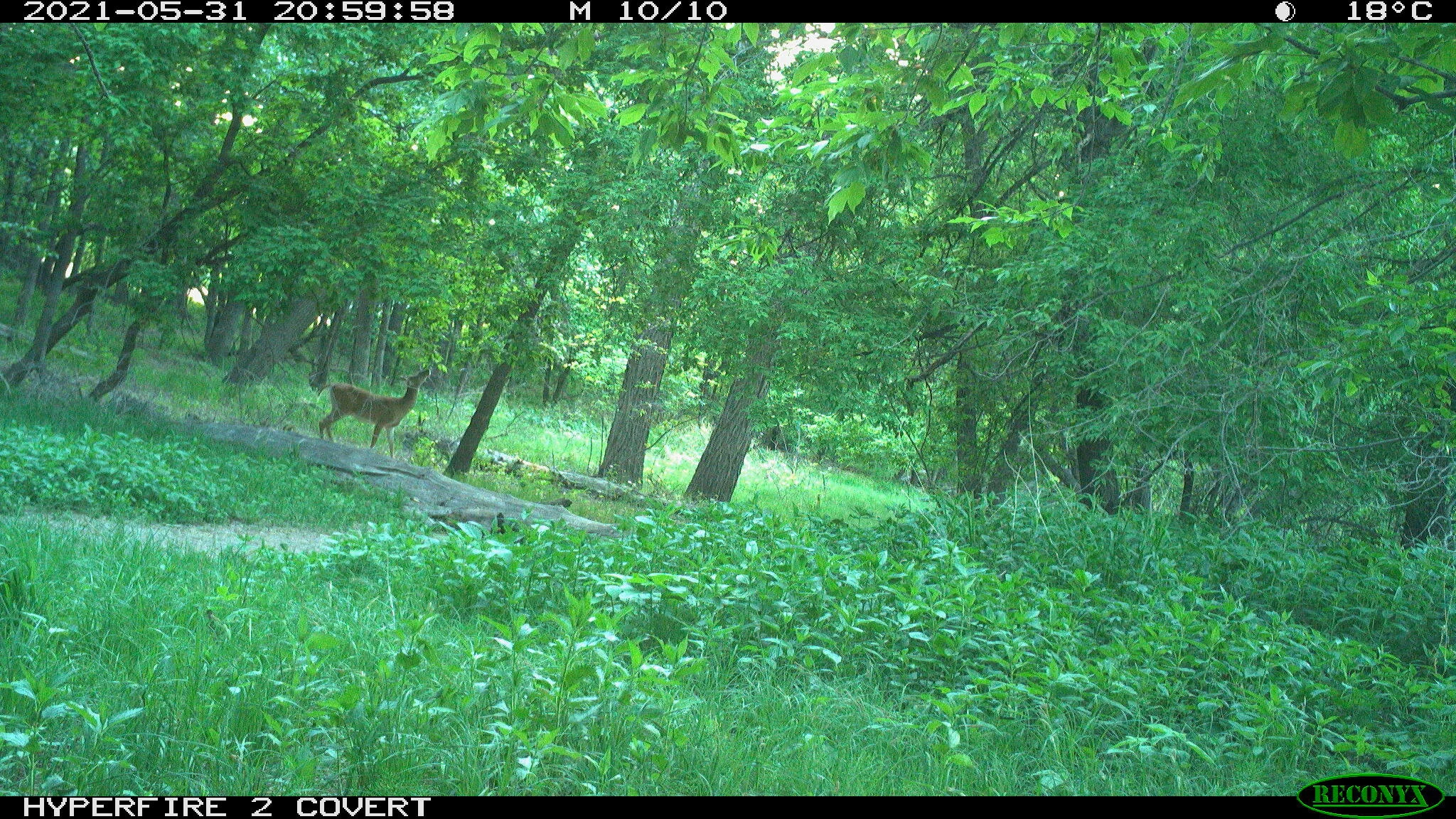 White-tailed deer, Odocoileus virginianus