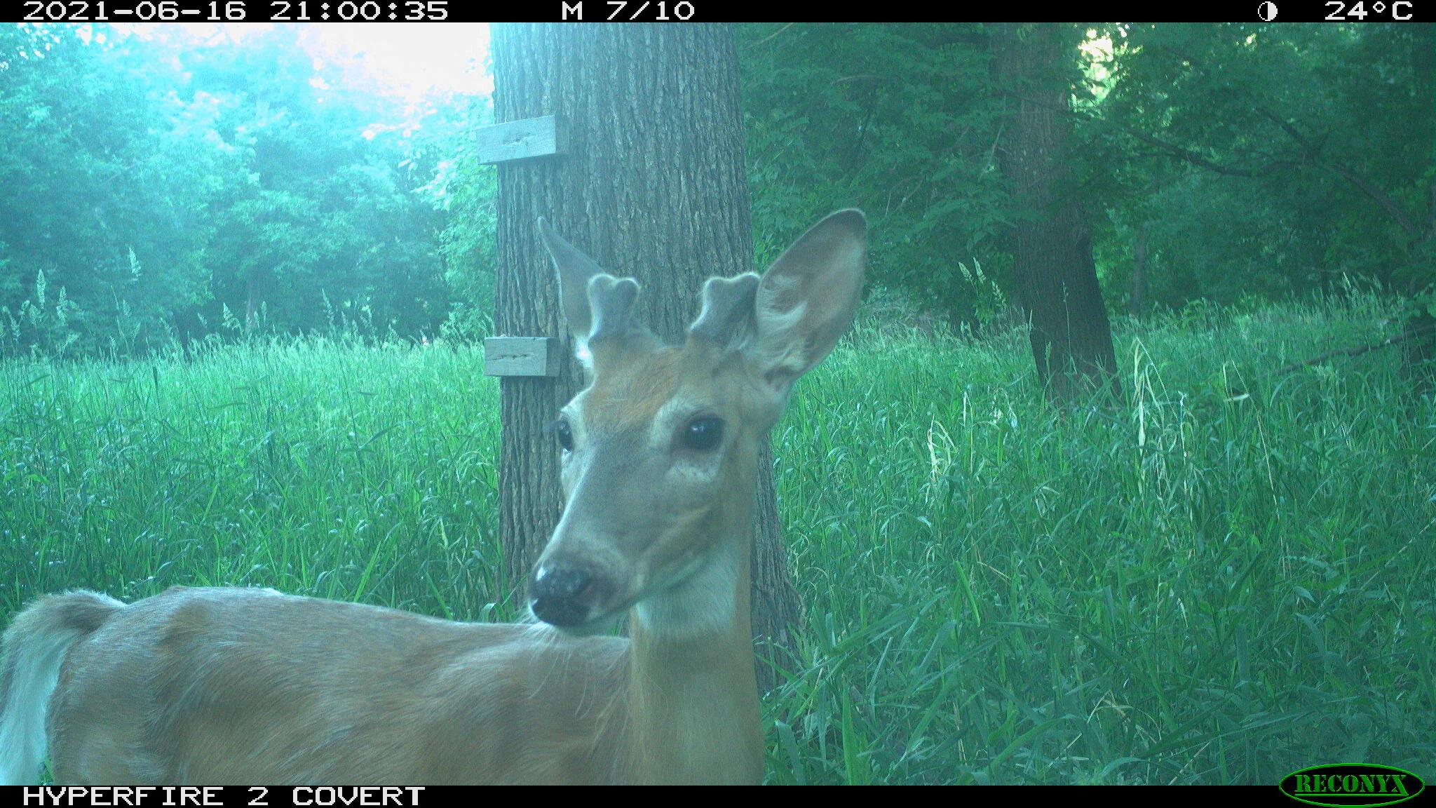 White-tailed deer, Odocoileus virginianus