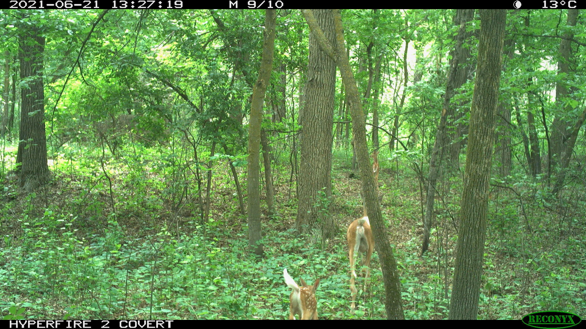 White-tailed deer, Odocoileus virginianus