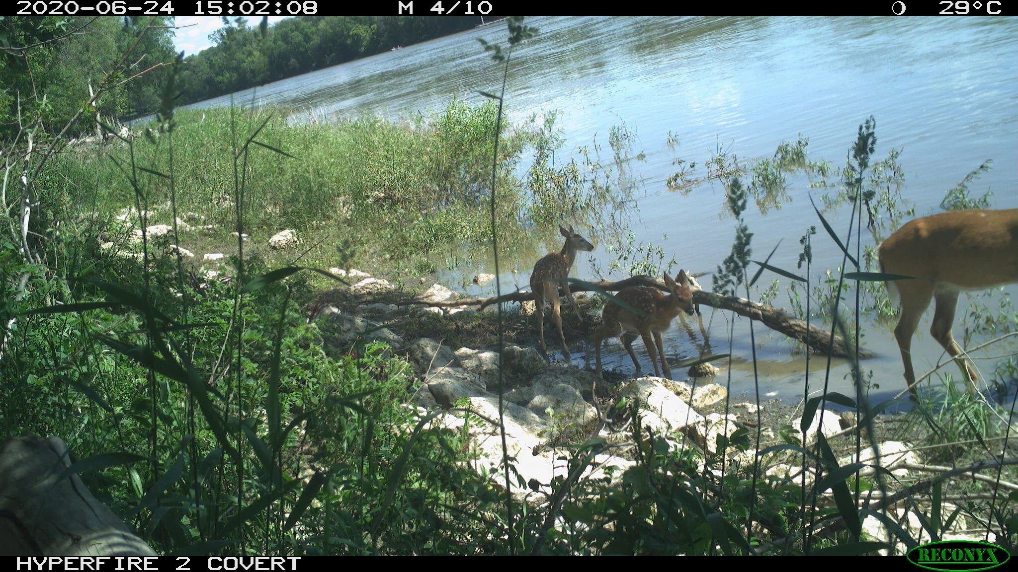 White-tailed deer, Odocoileus virginianus