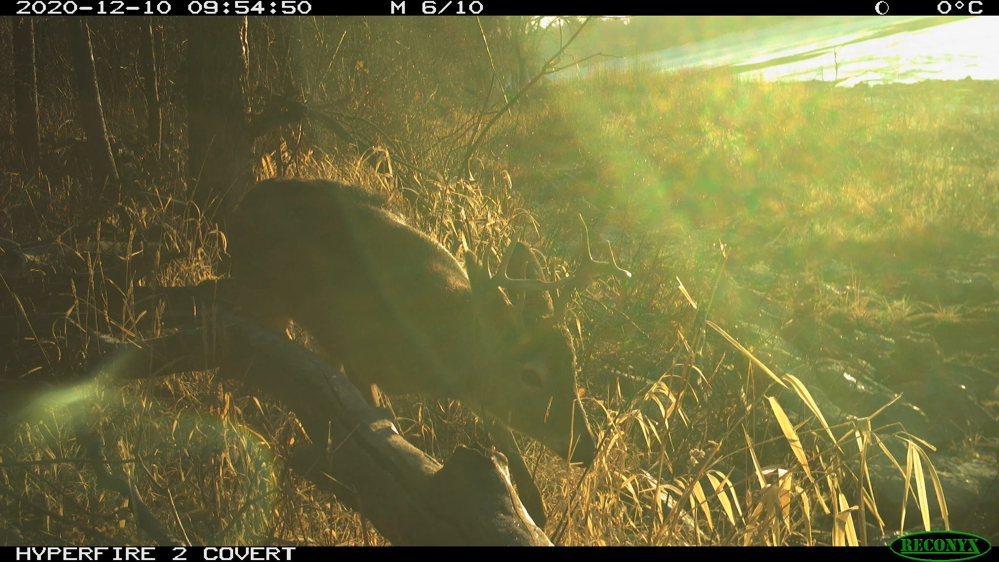 White-tailed deer, Odocoileus virginianus