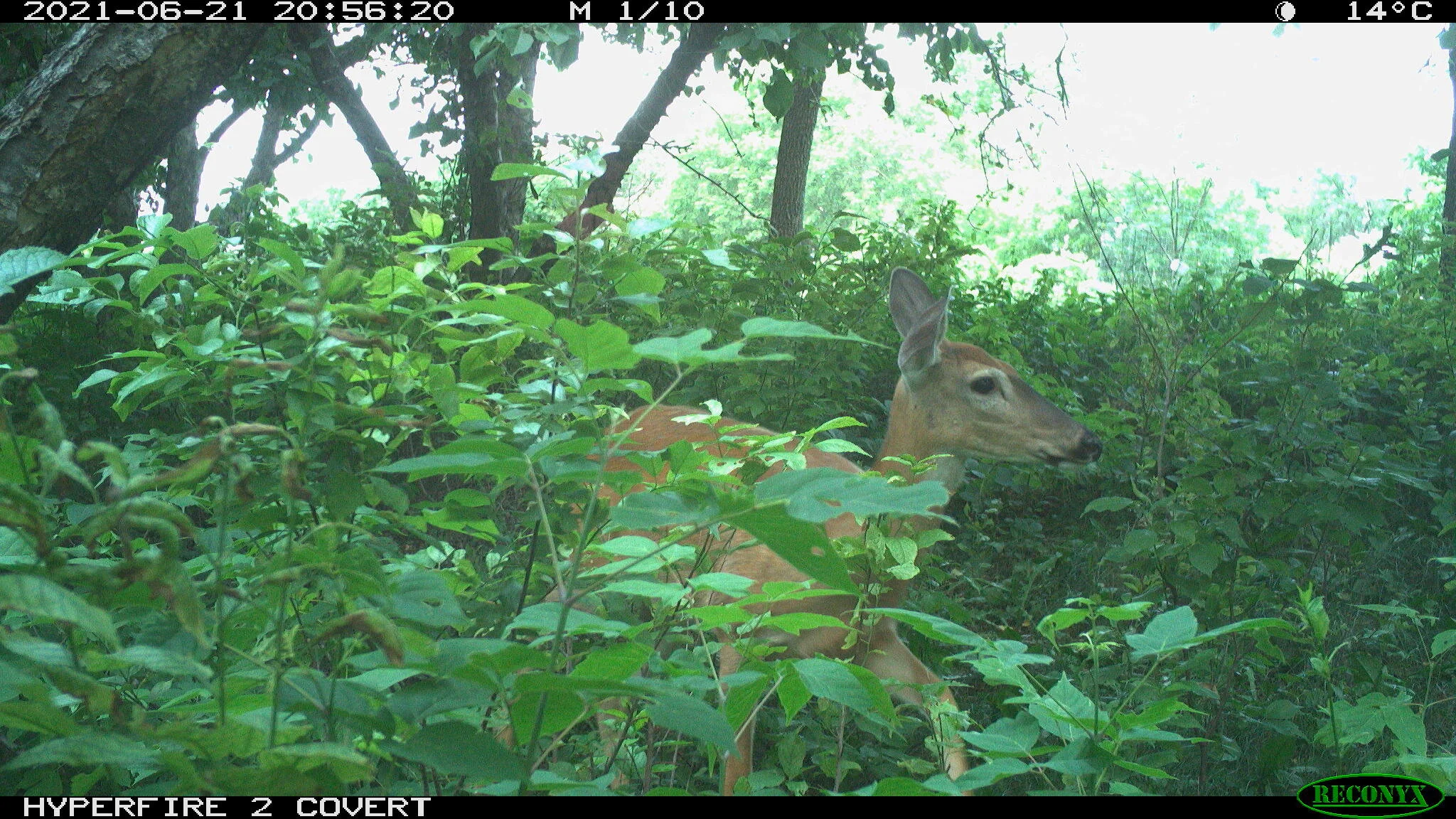 White-tailed deer, Odocoileus virginianus