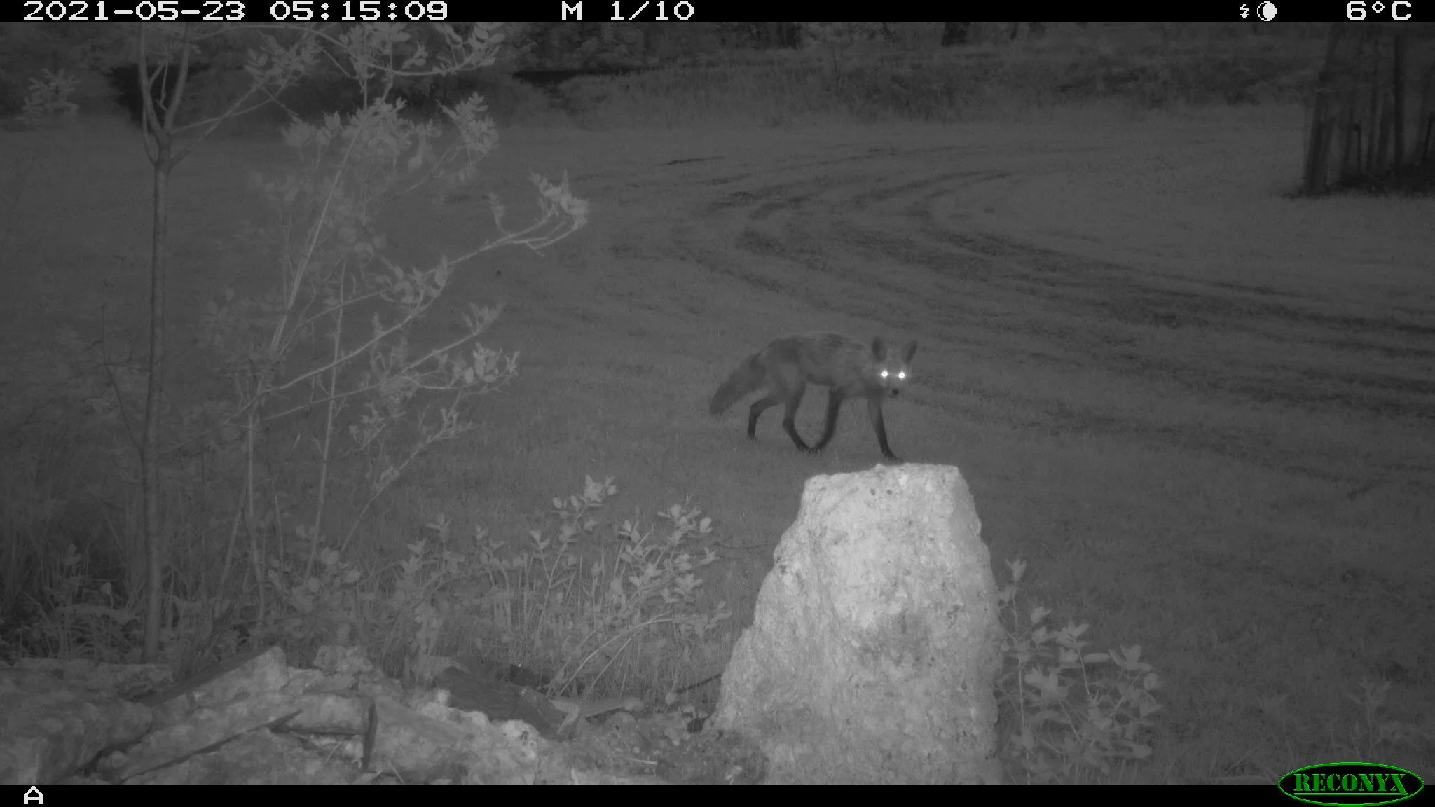 Red fox, Vulpes vulpes