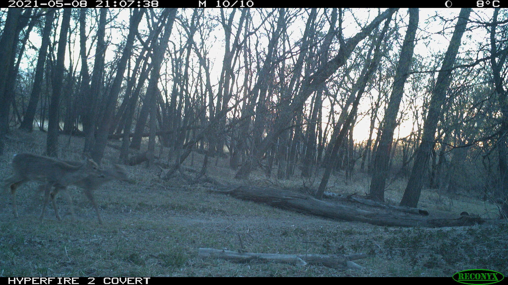 White-tailed deer, Odocoileus virginianus