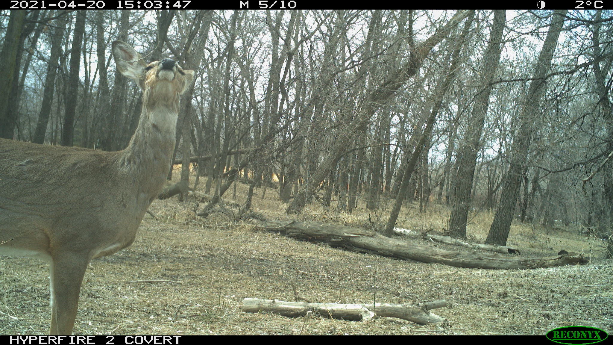 White-tailed deer, Odocoileus virginianus