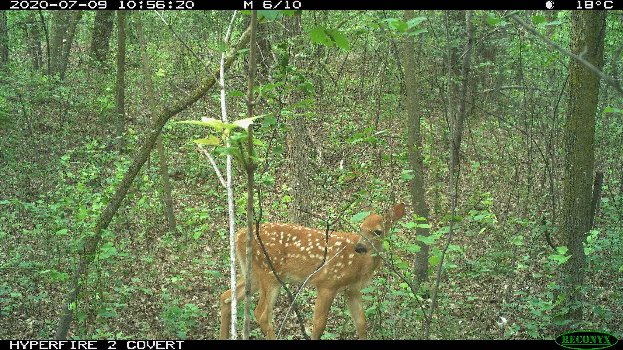 White-tailed deer, Odocoileus virginianus