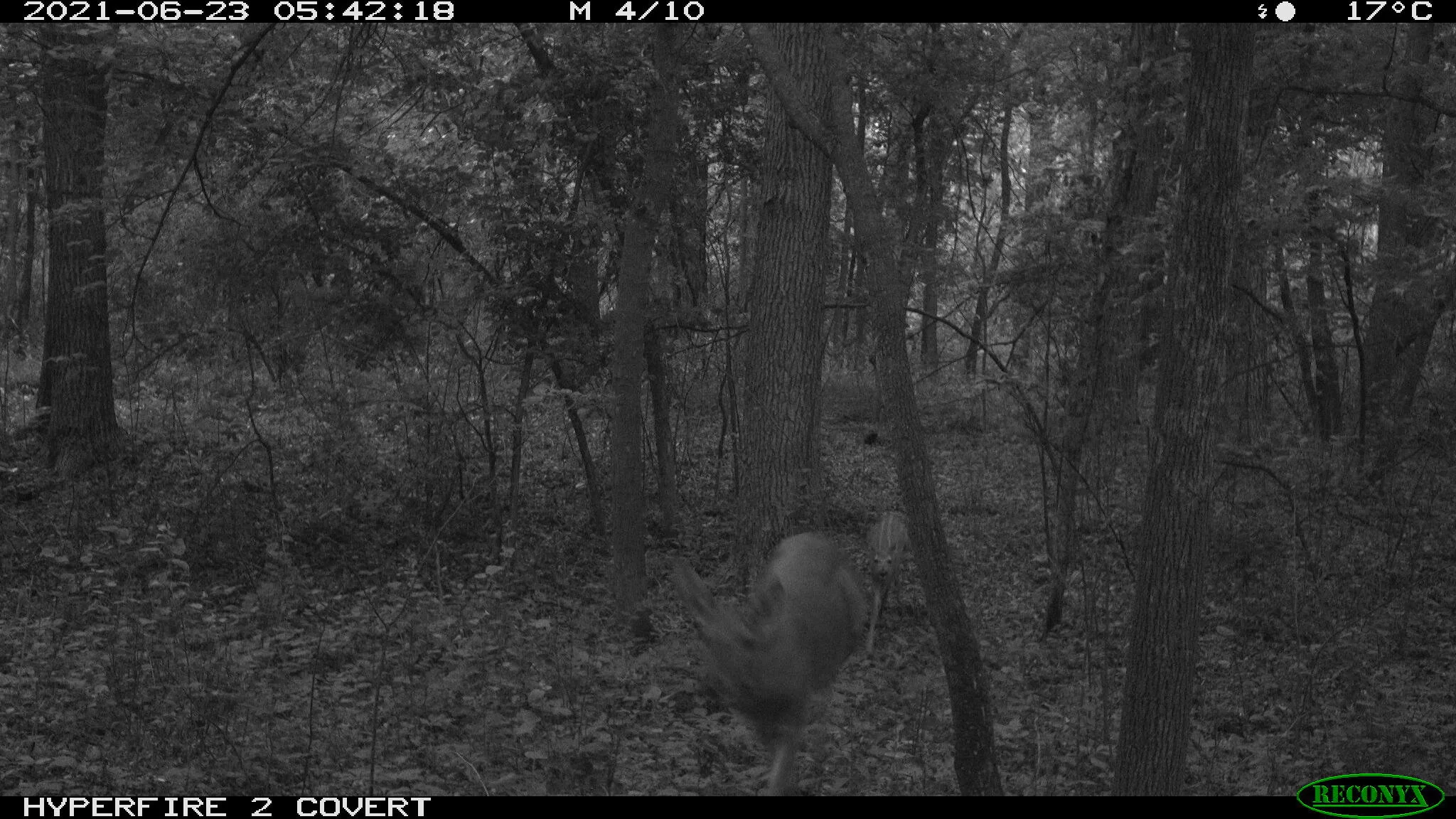 White-tailed deer, Odocoileus virginianus