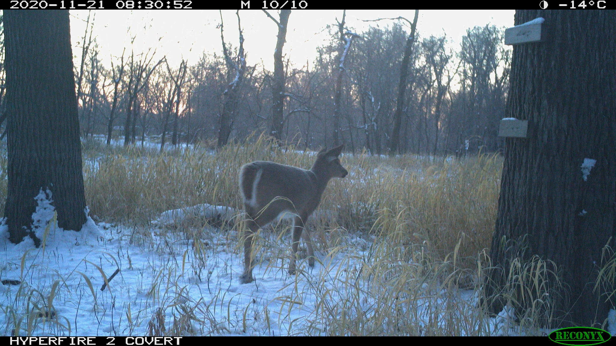 White-tailed deer, Odocoileus virginianus