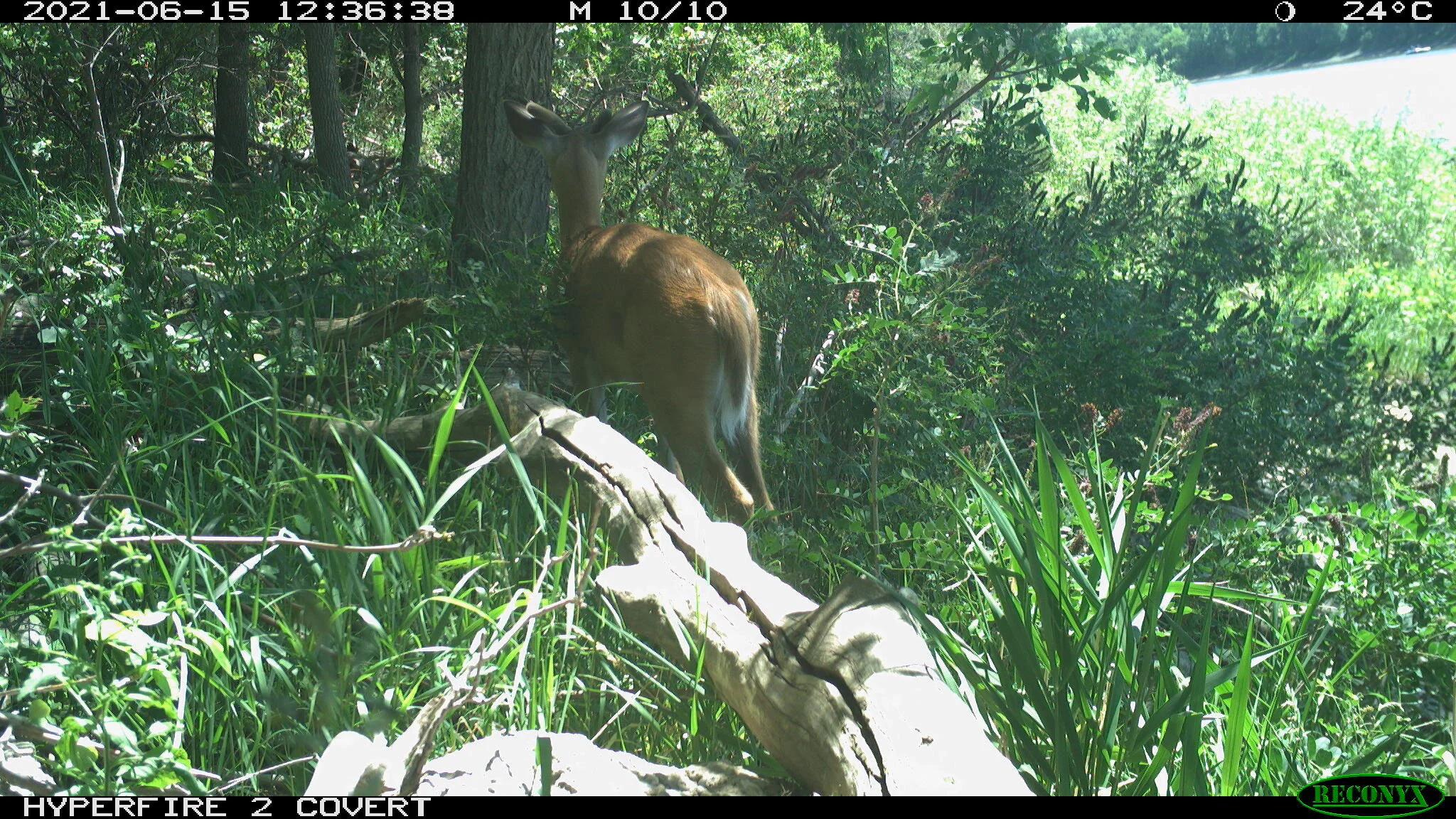 White-tailed deer, Odocoileus virginianus