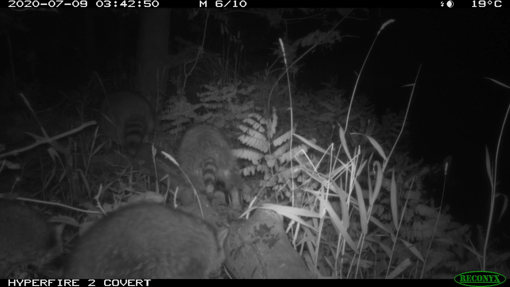 Raccoon, Procyon lotor