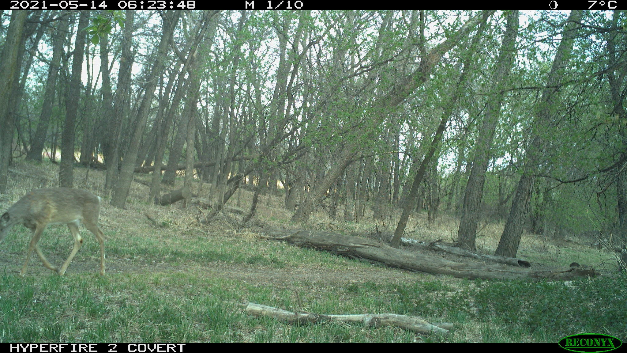 White-tailed deer, Odocoileus virginianus