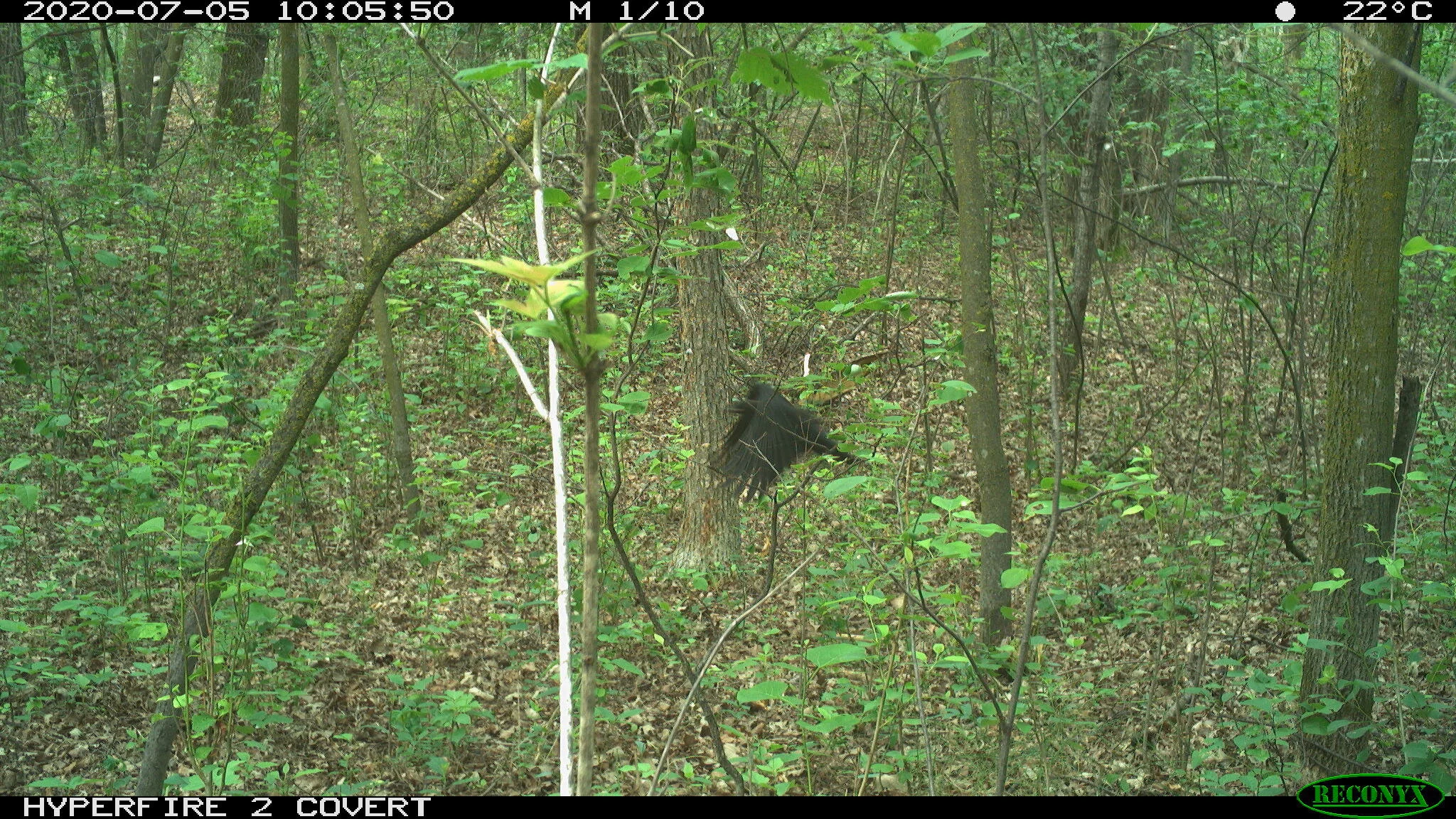 American crow, Corvus brachyrhynchos