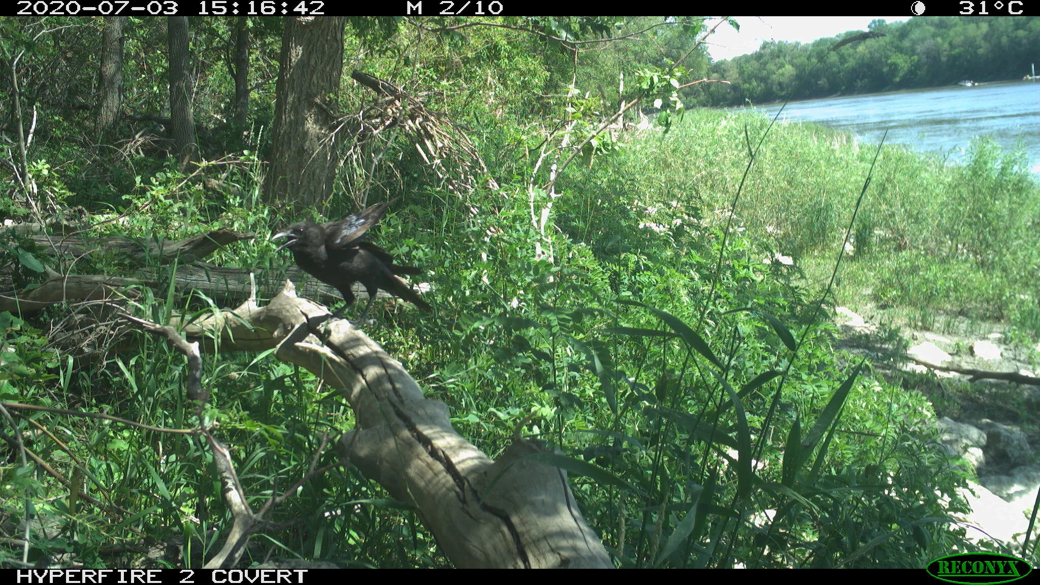 American crow, Corvus brachyrhynchos