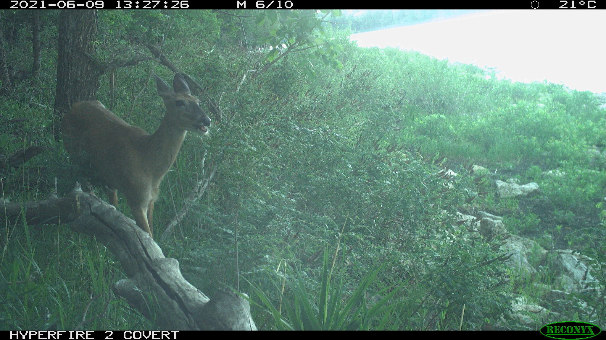 White-tailed deer, Odocoileus virginianus
