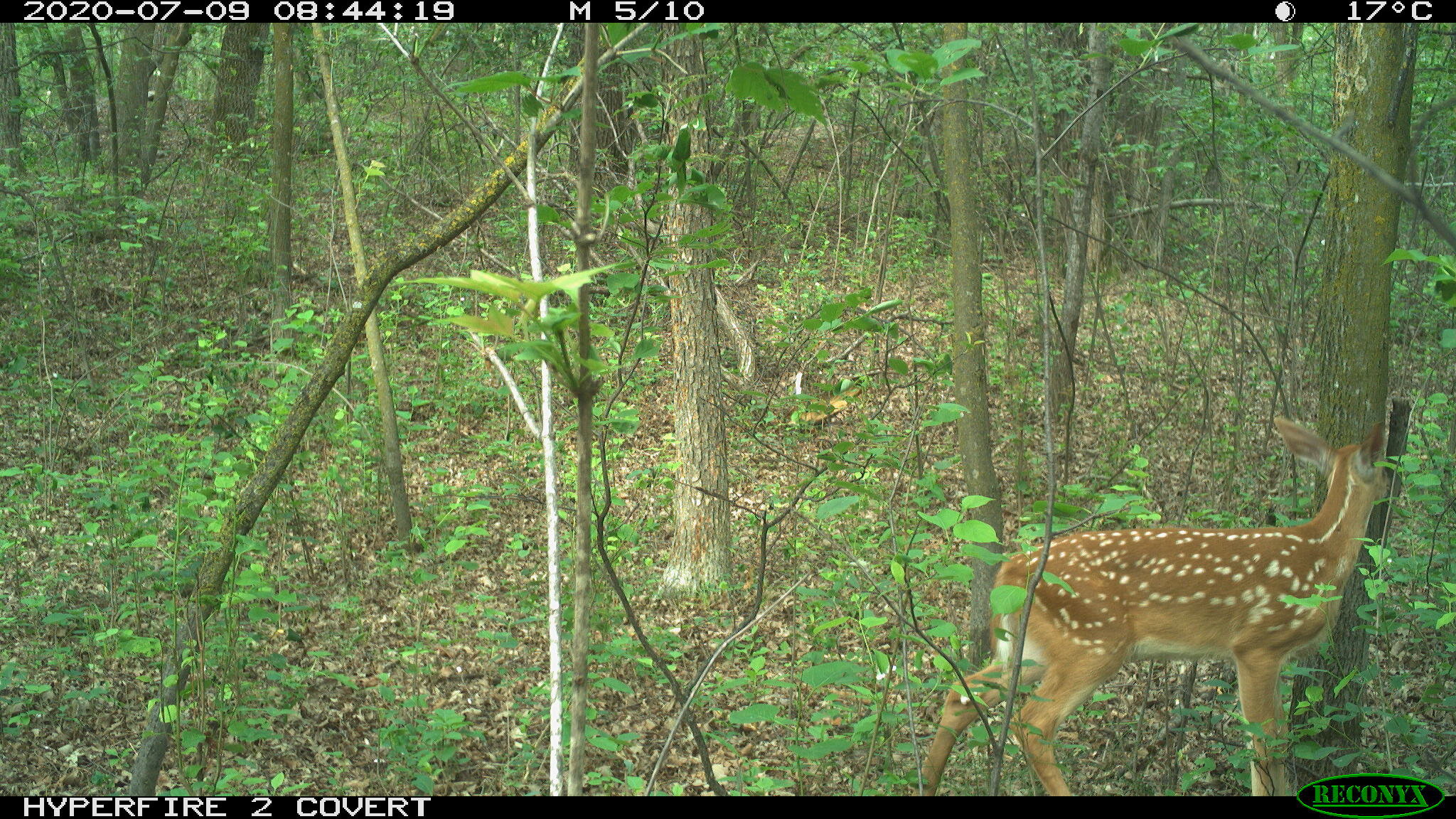 White-tailed deer, Odocoileus virginianus