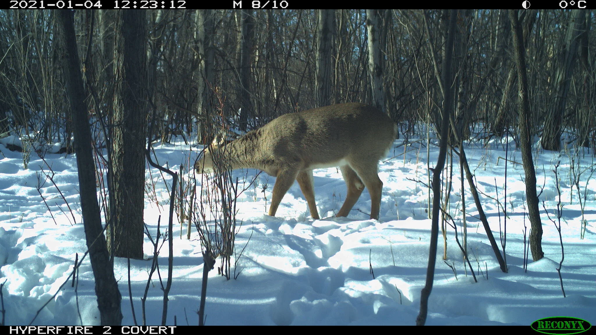 White-tailed deer, Odocoileus virginianus