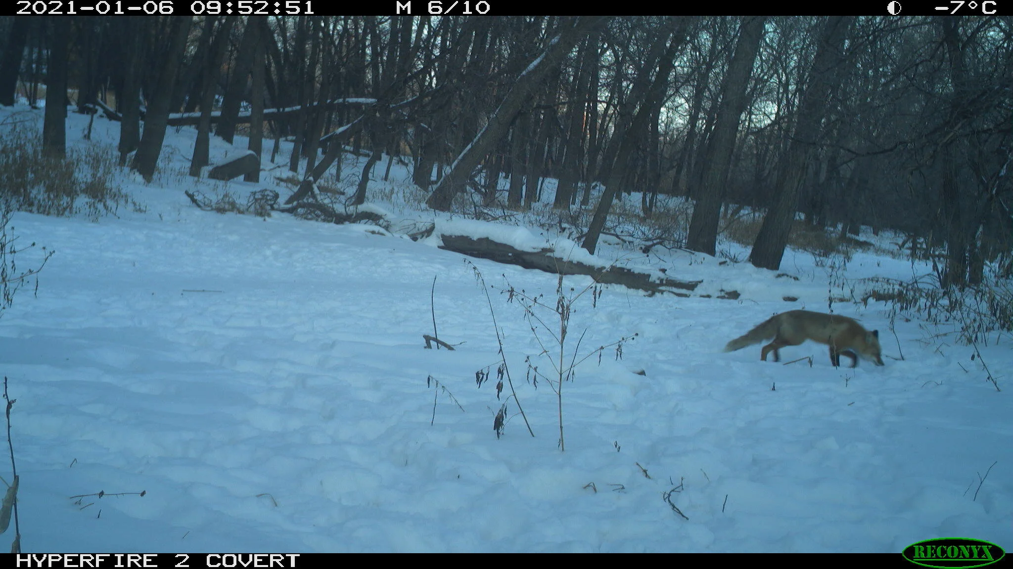 Red fox, vulpes vulpes