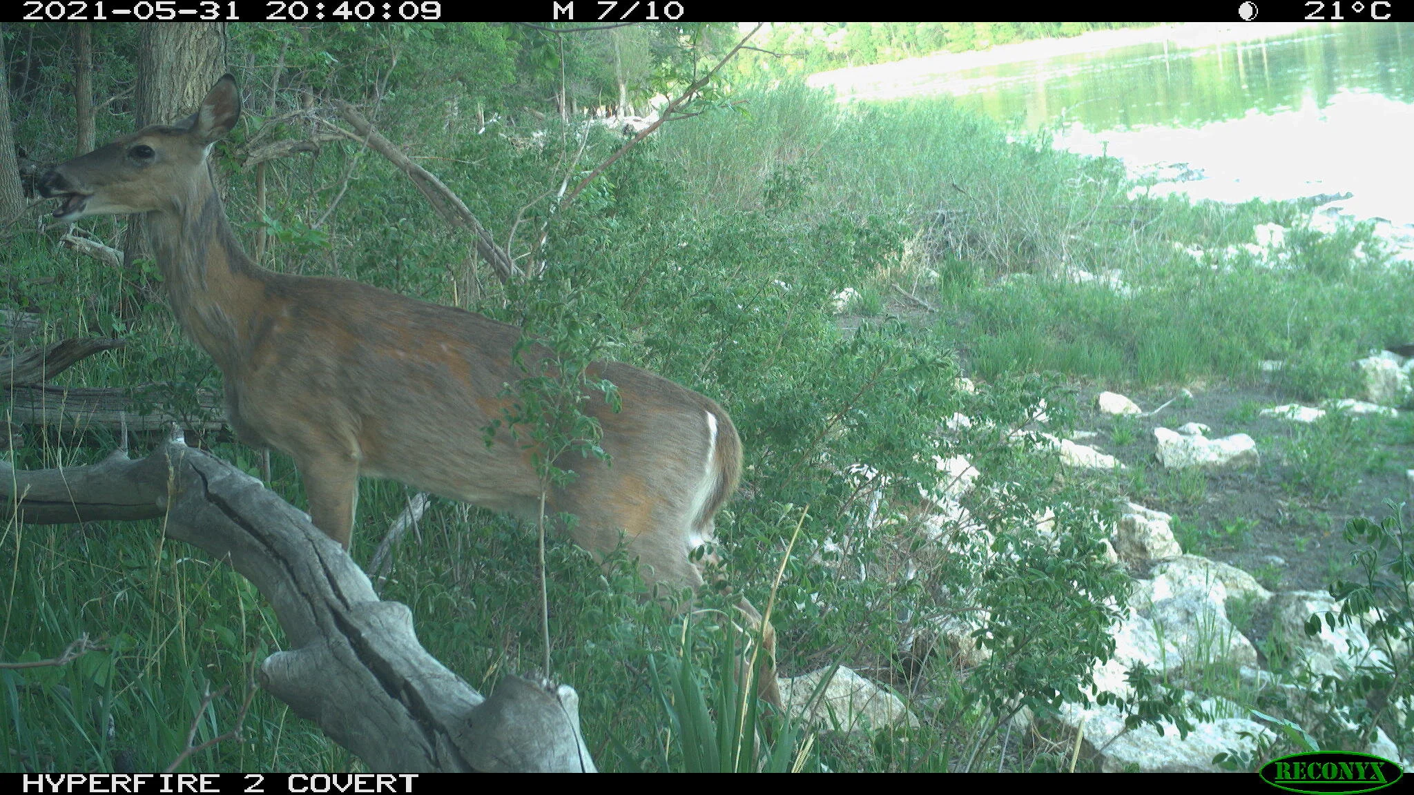 White-tailed deer, Odocoileus virginianus