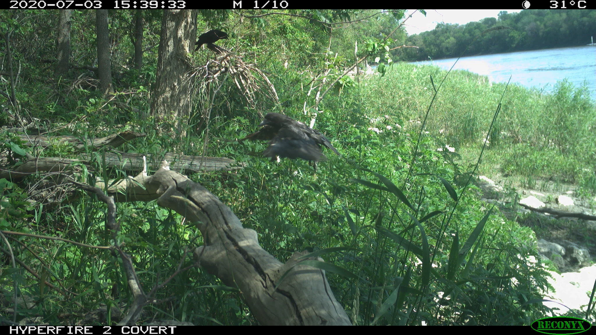 American crow, Corvus brachyrhynchos