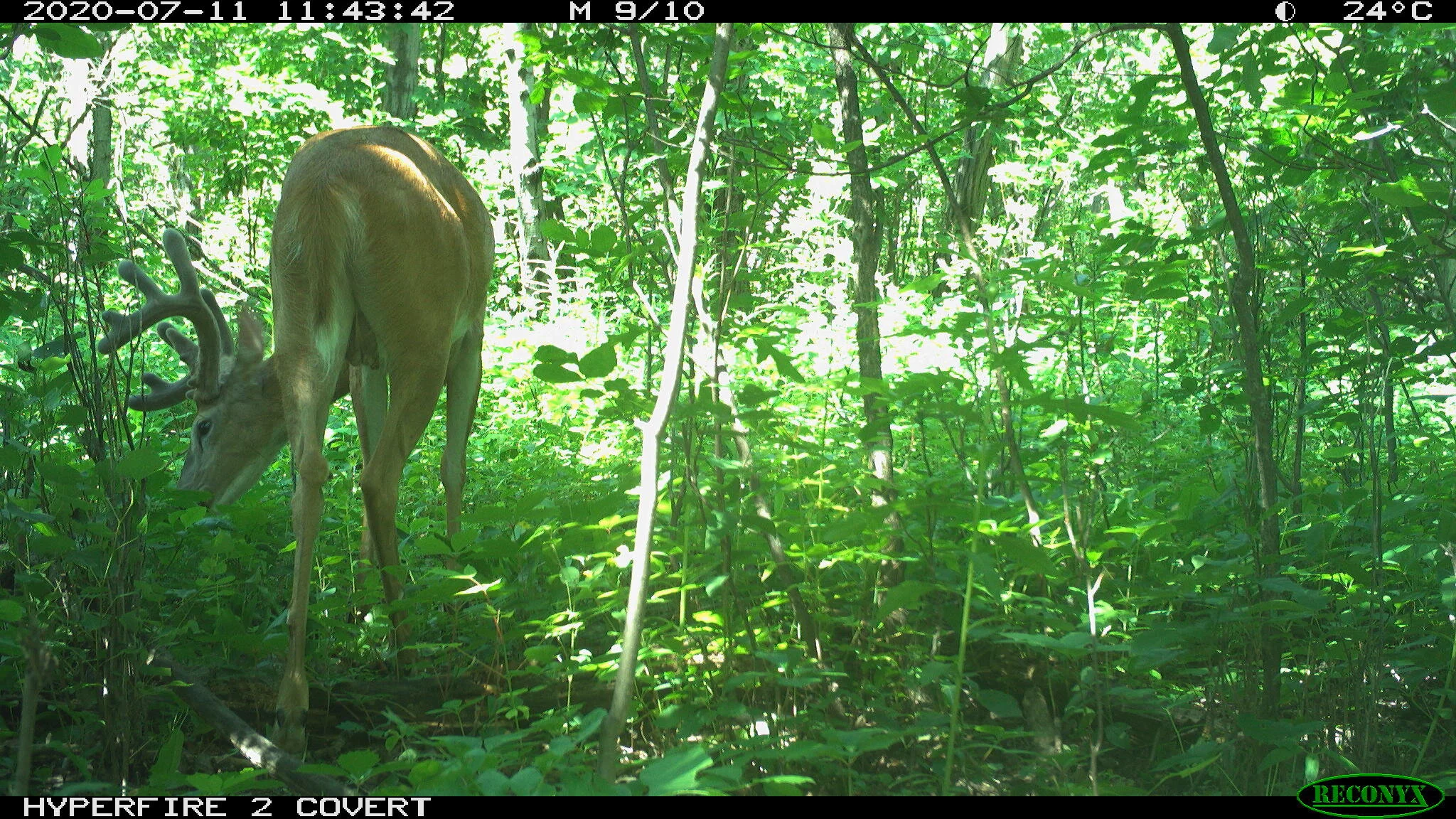 White-tailed deer, Odocoileus virginianus