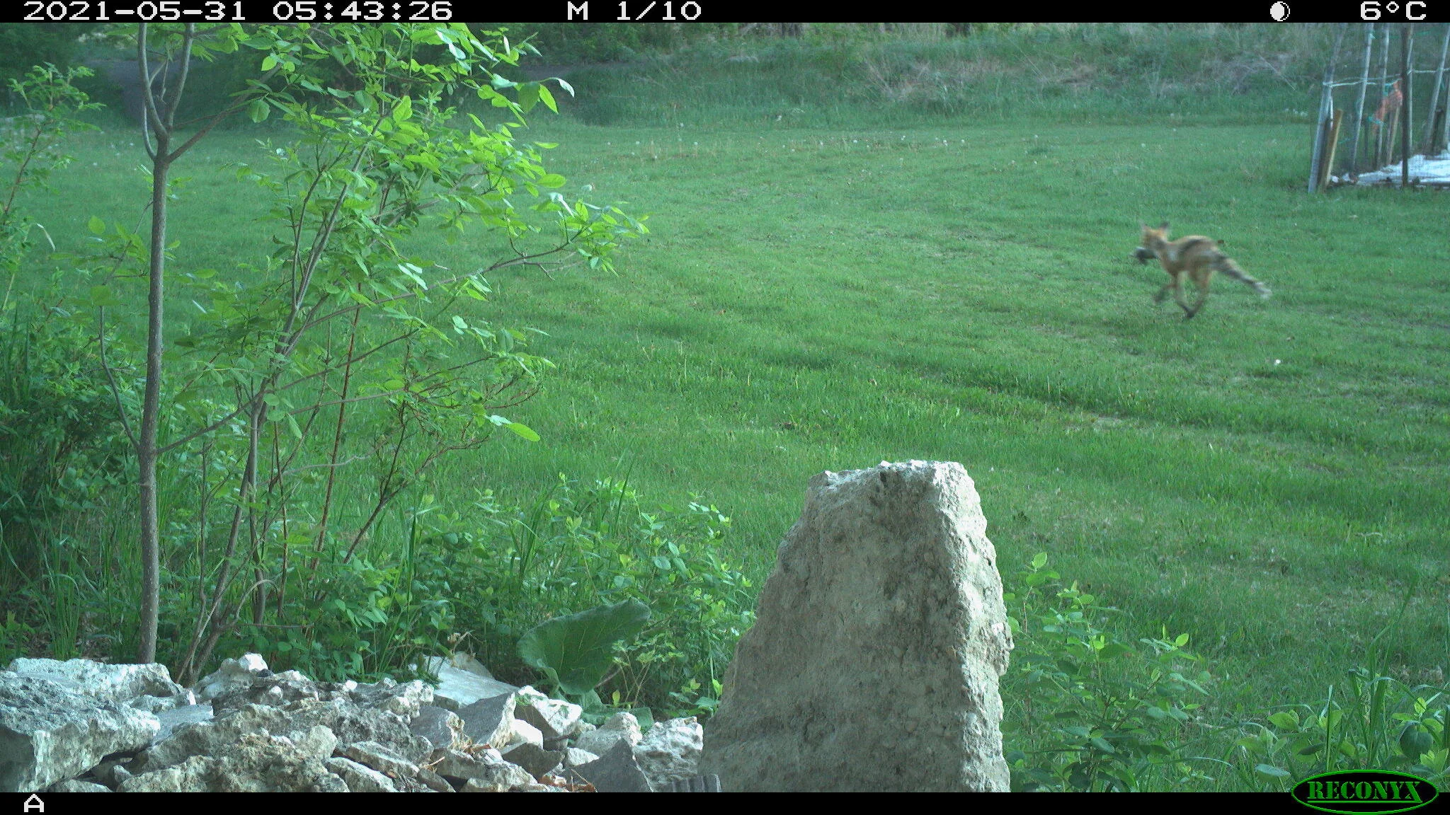 Red fox, Vulpes vulpes