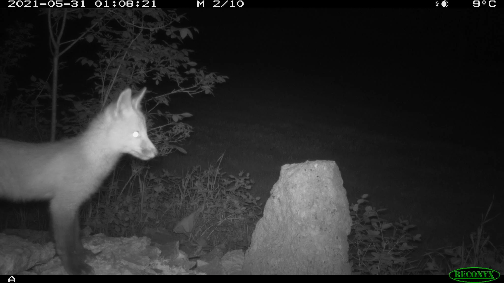 Juvenile red fox, Vulpes vulpes