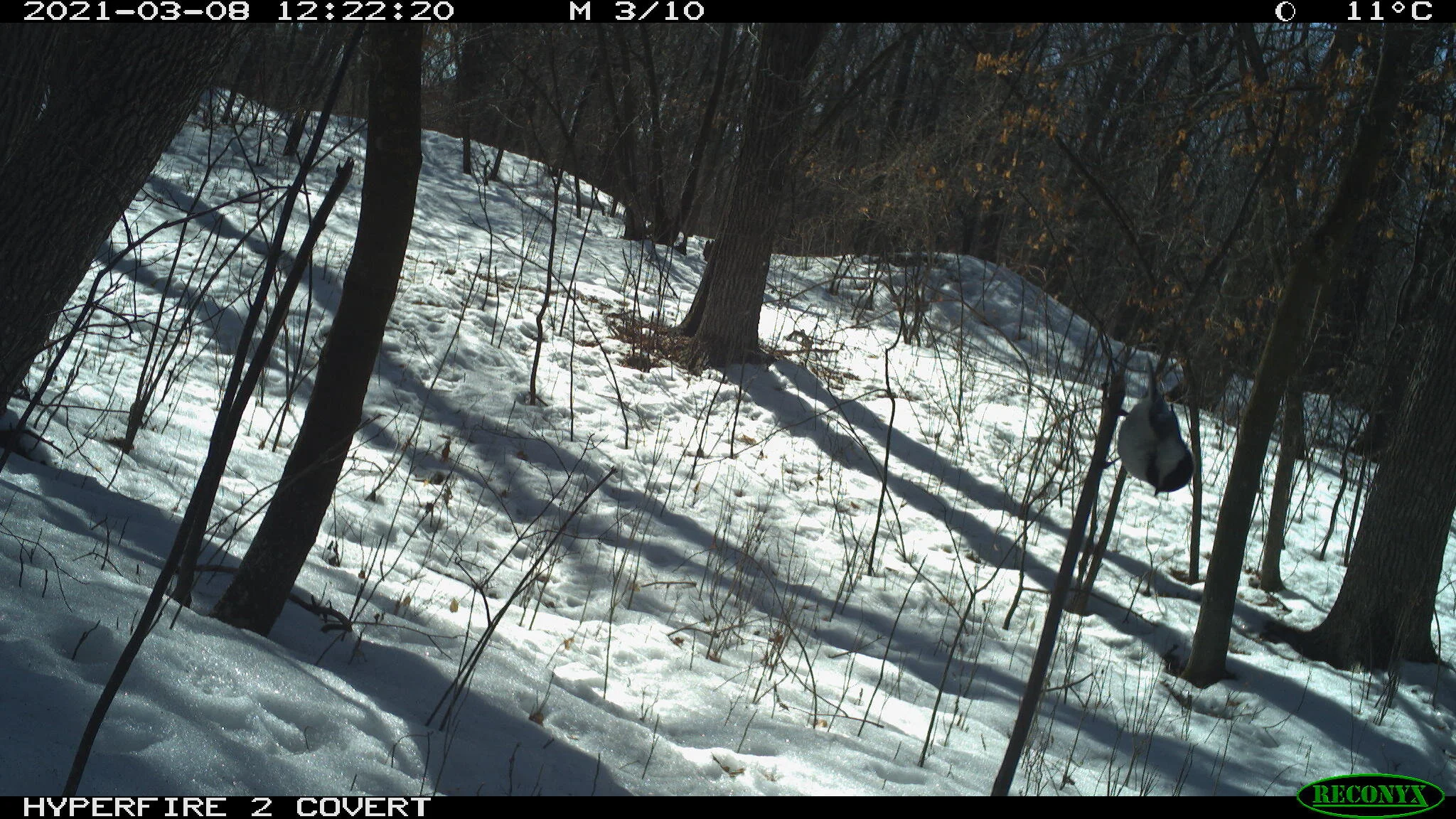 Black-capped chickadee, Poecile atricapillus