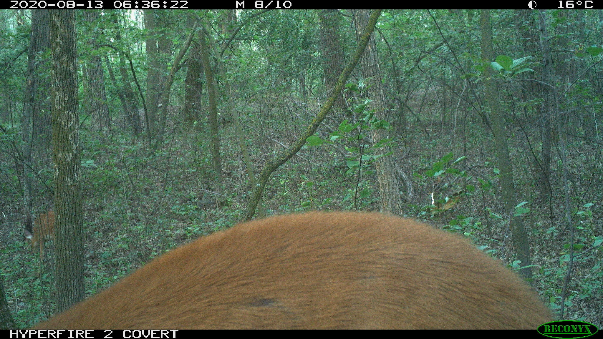 White-tailed deer, Odocoileus virginianus