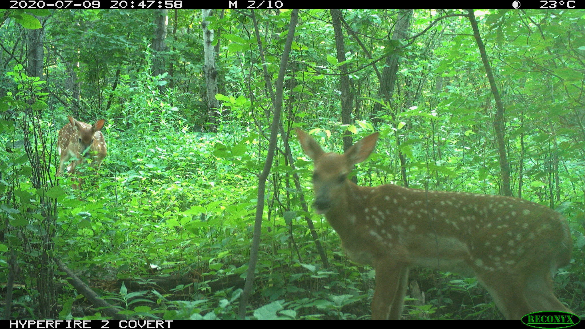 White-tailed deer, Odocoileus virginianus