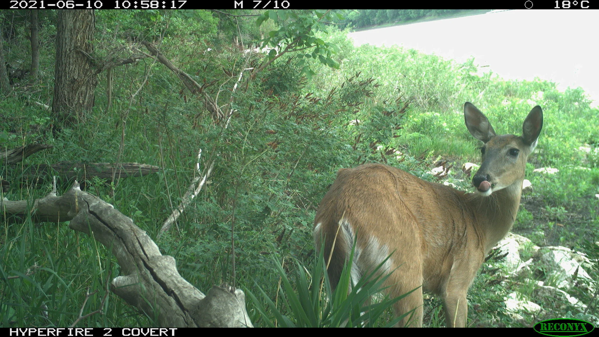 White-tailed deer, Odocoileus virginianus