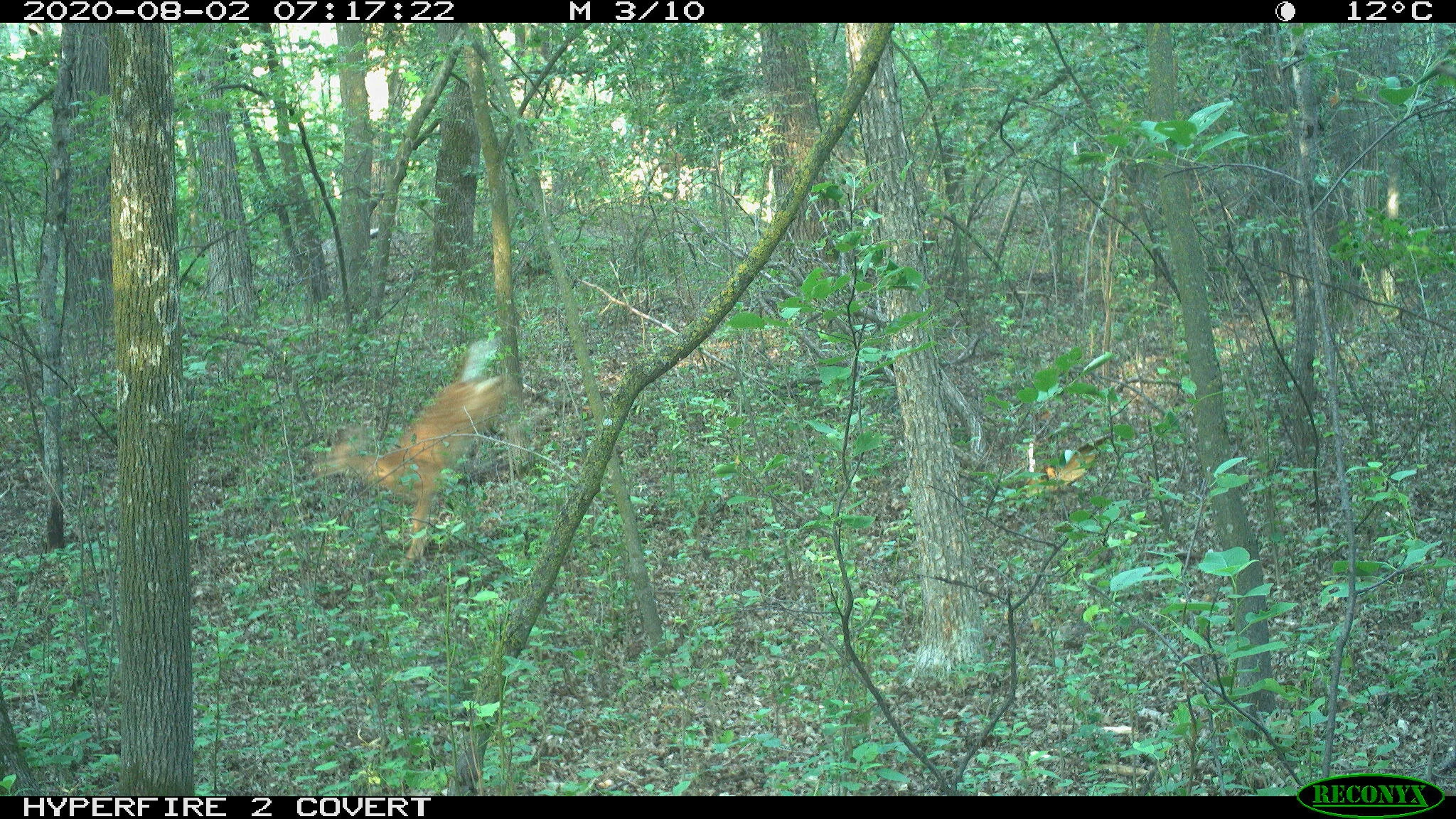 White-tailed deer, Odocoileus virginianus